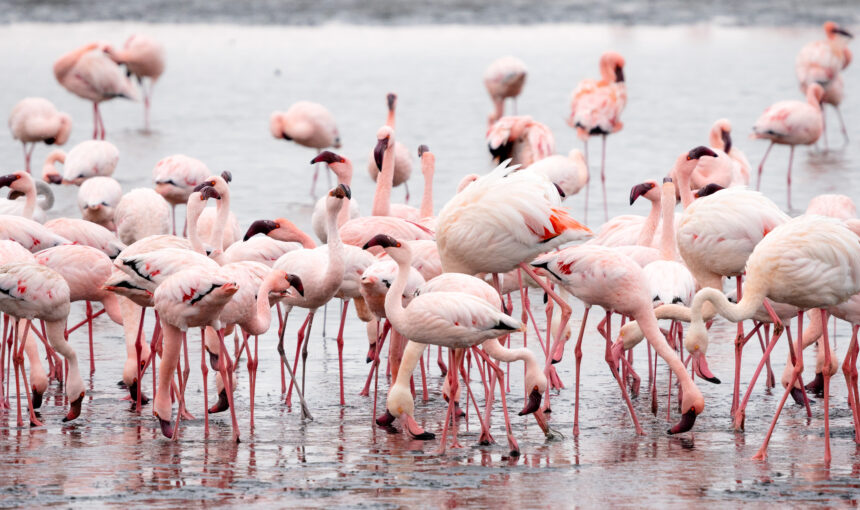 Nakuru Kenya The Jewel of Kenya-A must-Visit  Tourist Destination