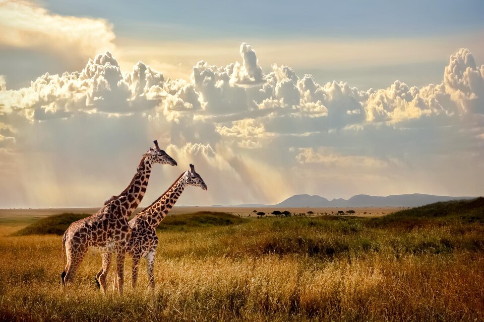 20230816170905_[fpdl.in]_group-giraffes-serengeti-national-park-sunset-sunset_135785-38_large