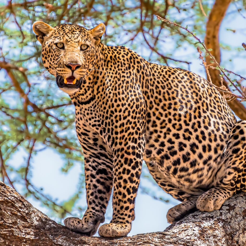 African leopard sitting on a tree looking around in a jungle