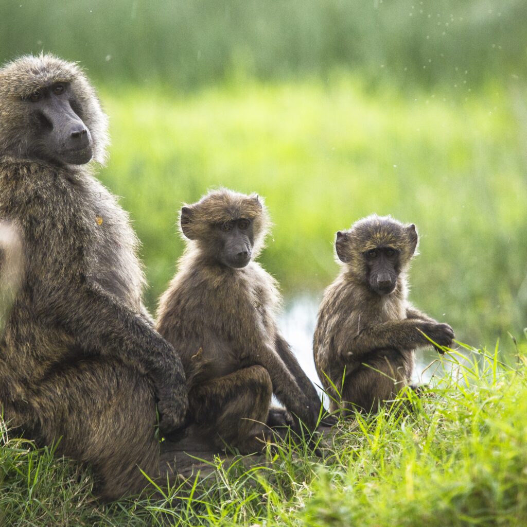 Baboon and her children sitting on a grass-covered field captured in Nakuru, Kenya