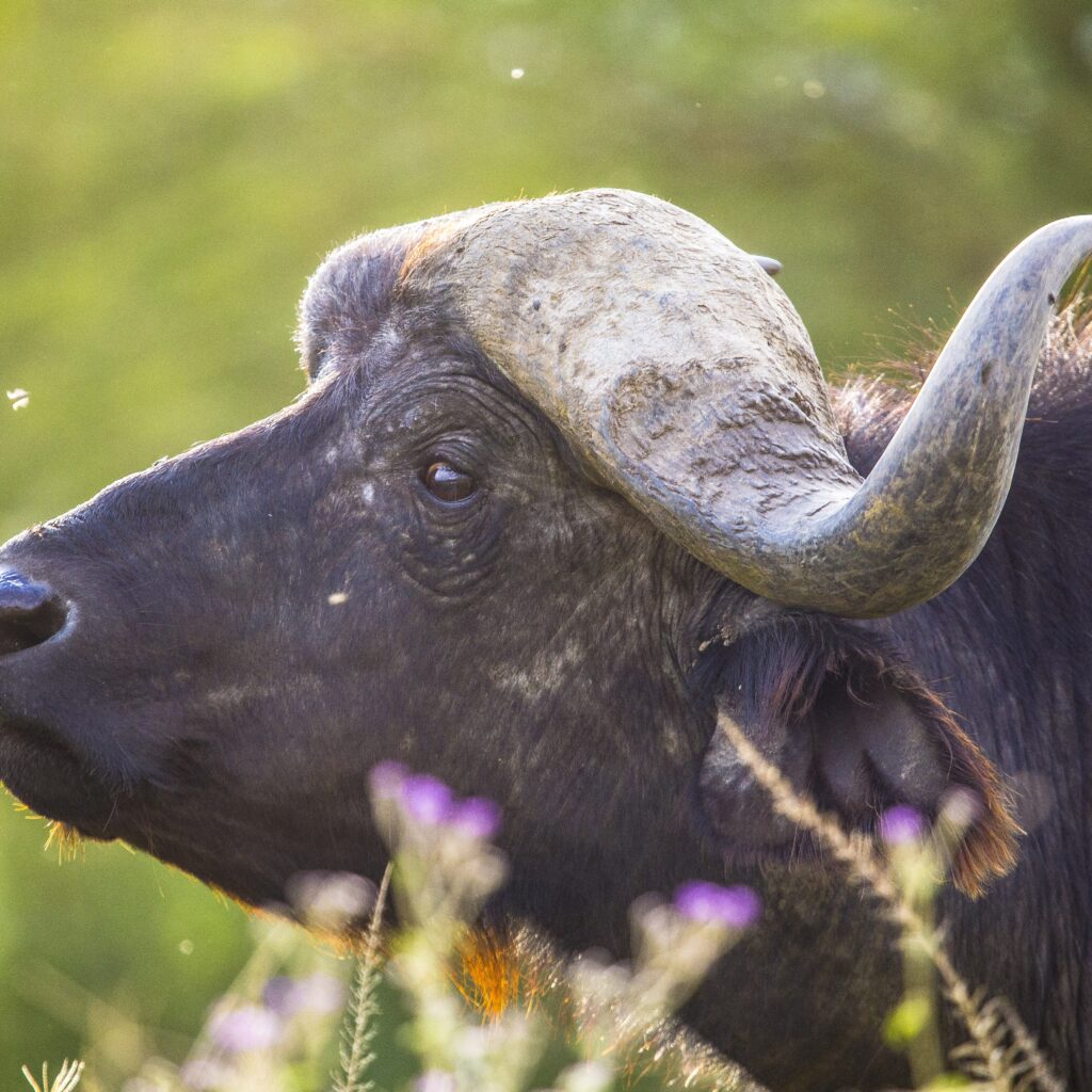 Closeup shot of a black African buffalo in Nakuru Safari in Kenya