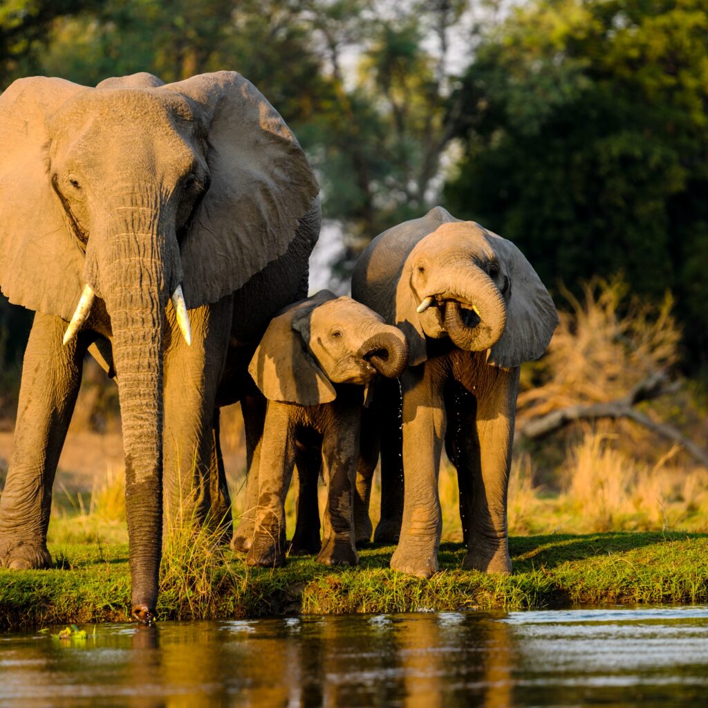 Closeup shot of elephants standing near the lake at sunset