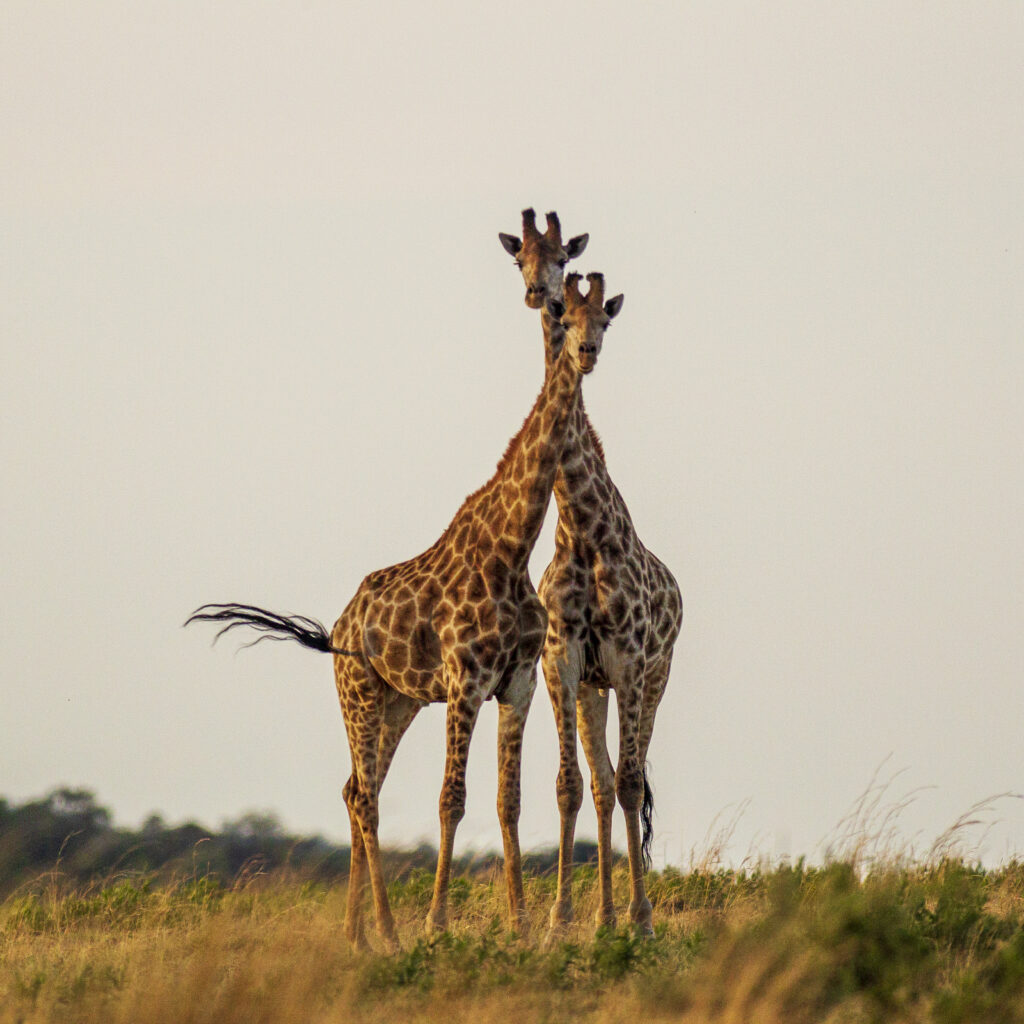 Cute Giraffe in South Africa