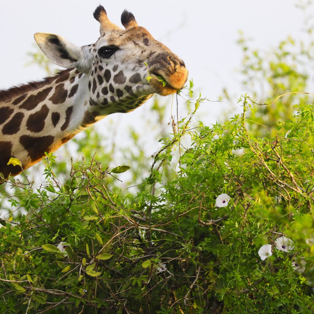 Cute Massai Giraffe in Tsavo East National park, Kenya, Africa