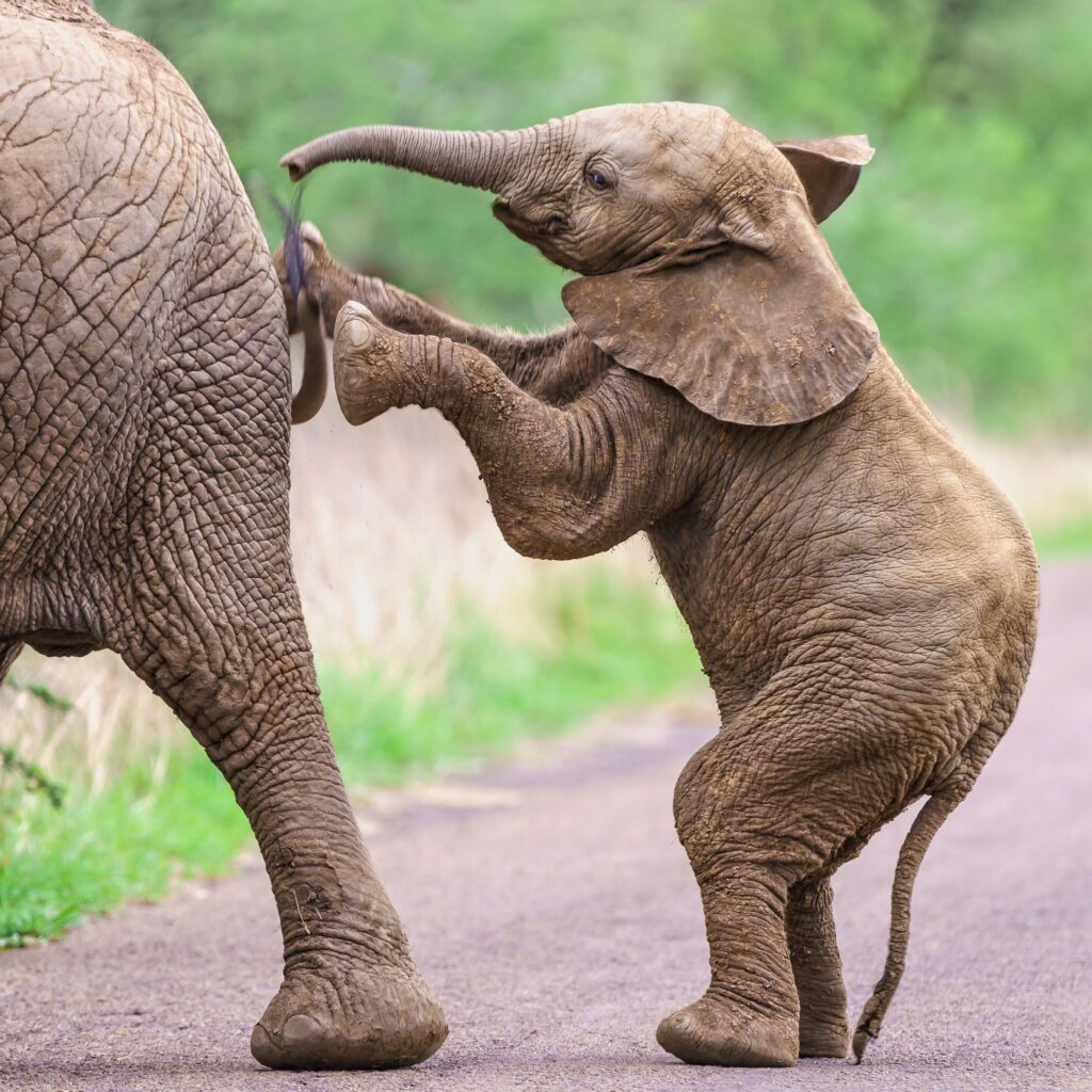 Elephant calf standing and pushing it’s mother