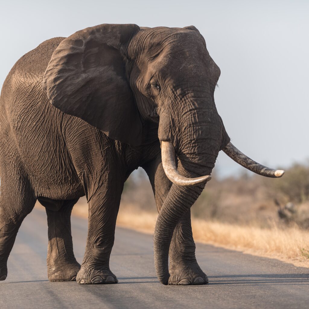 Elephant walking on the road