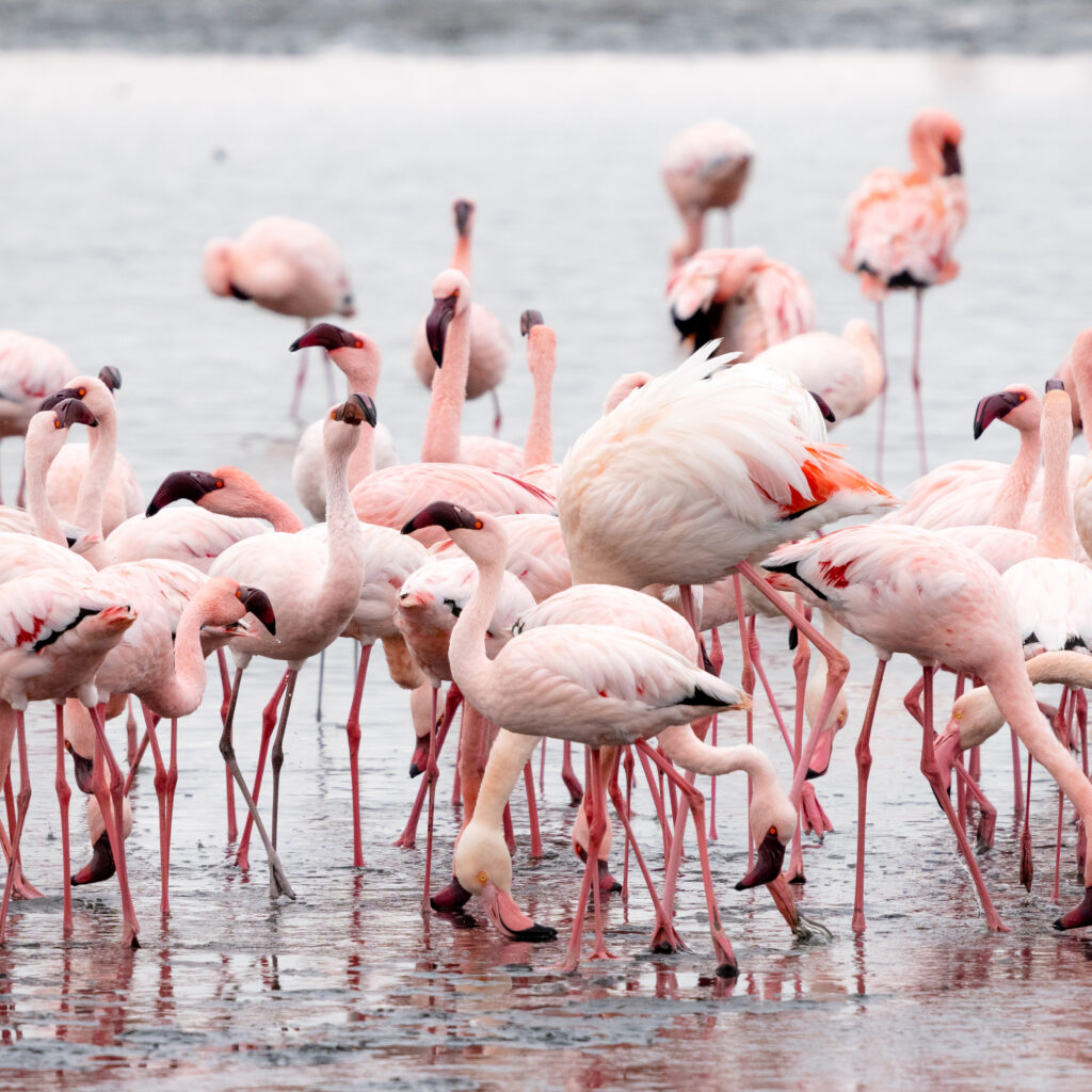 Flock of Pink Flamingos at Walvis Bay, Namibia.