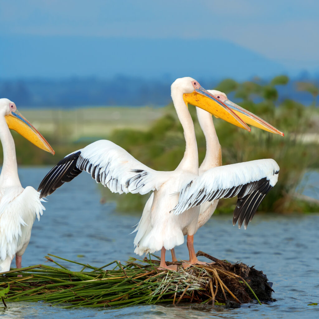 Great white pelican