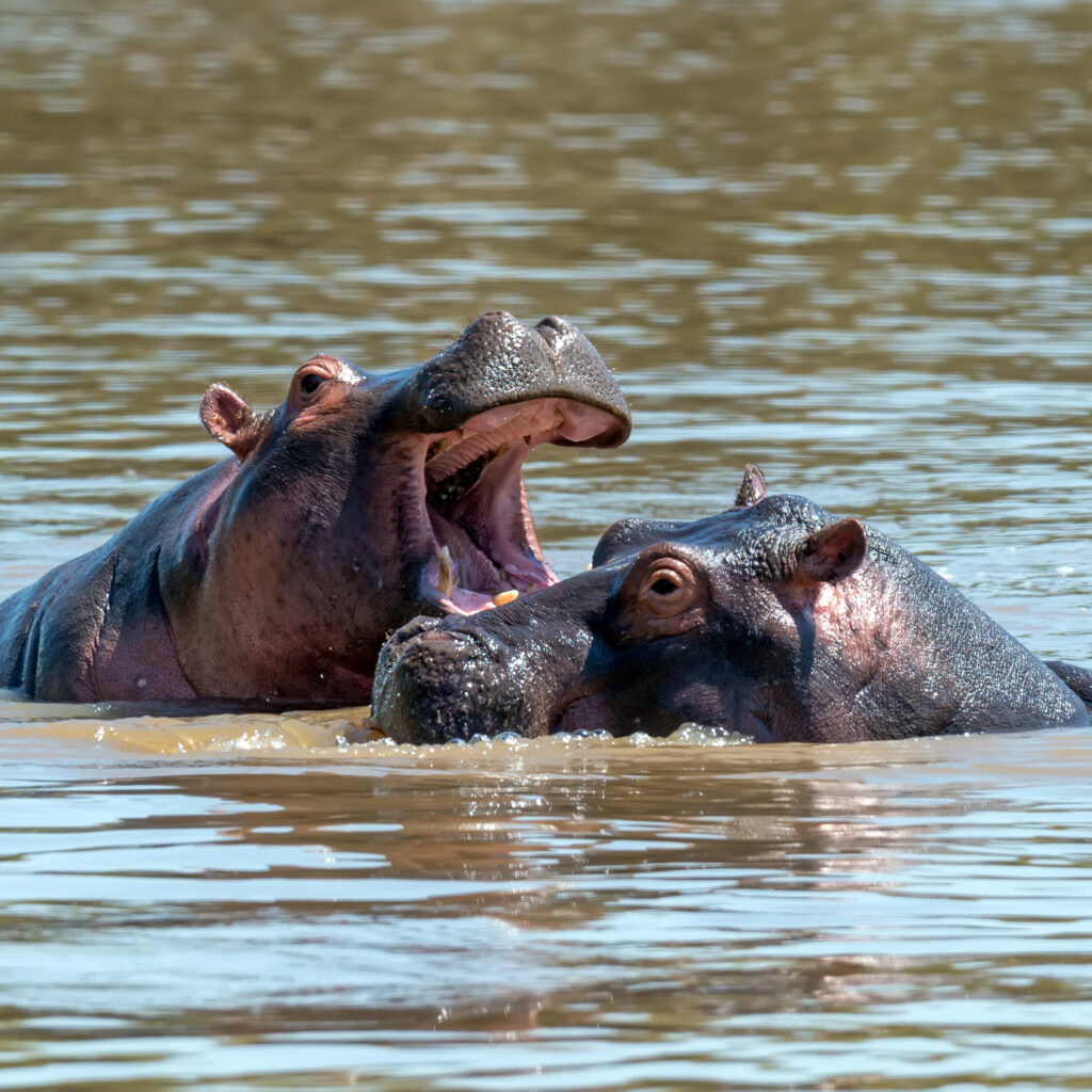 Hippo (Hippopotamus amphibius) in the river