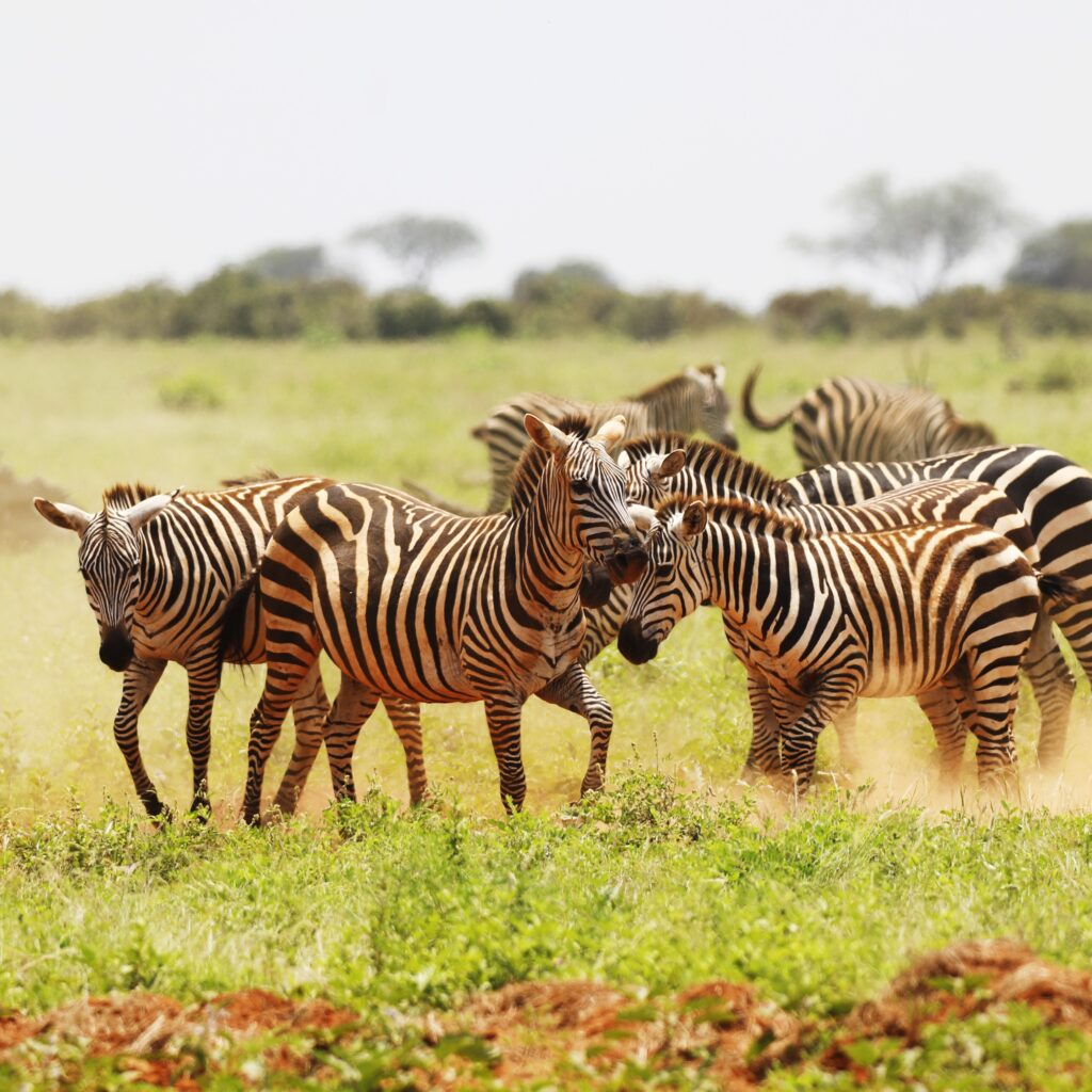 Group of Zebras grazing in Tsavo East National park, Kenya, Africa