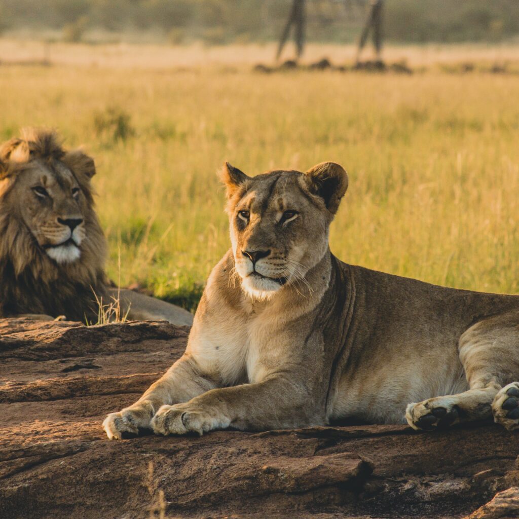 Male and female lions laying on the sand and resting