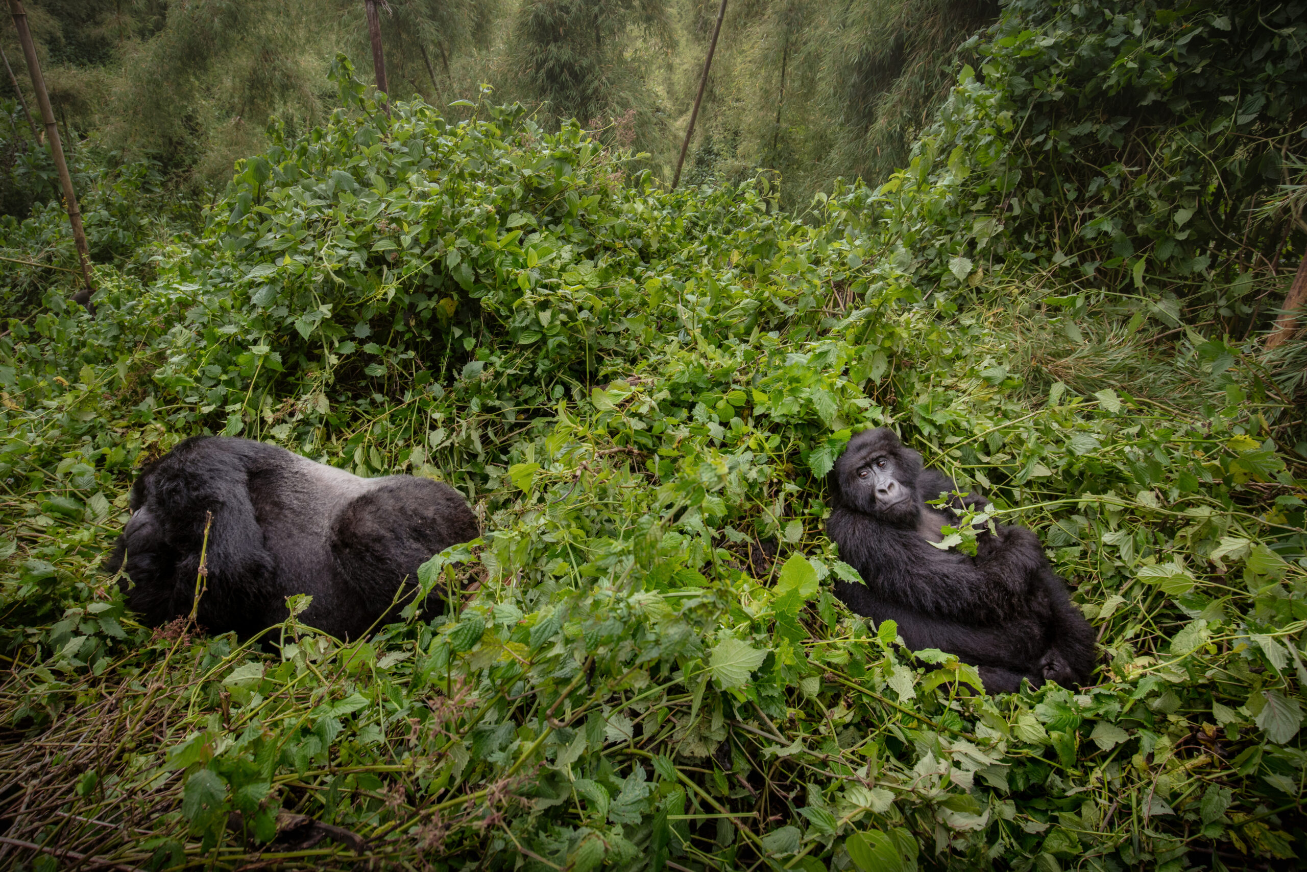 mountain-gorillas-gorilla-beringei-beringei