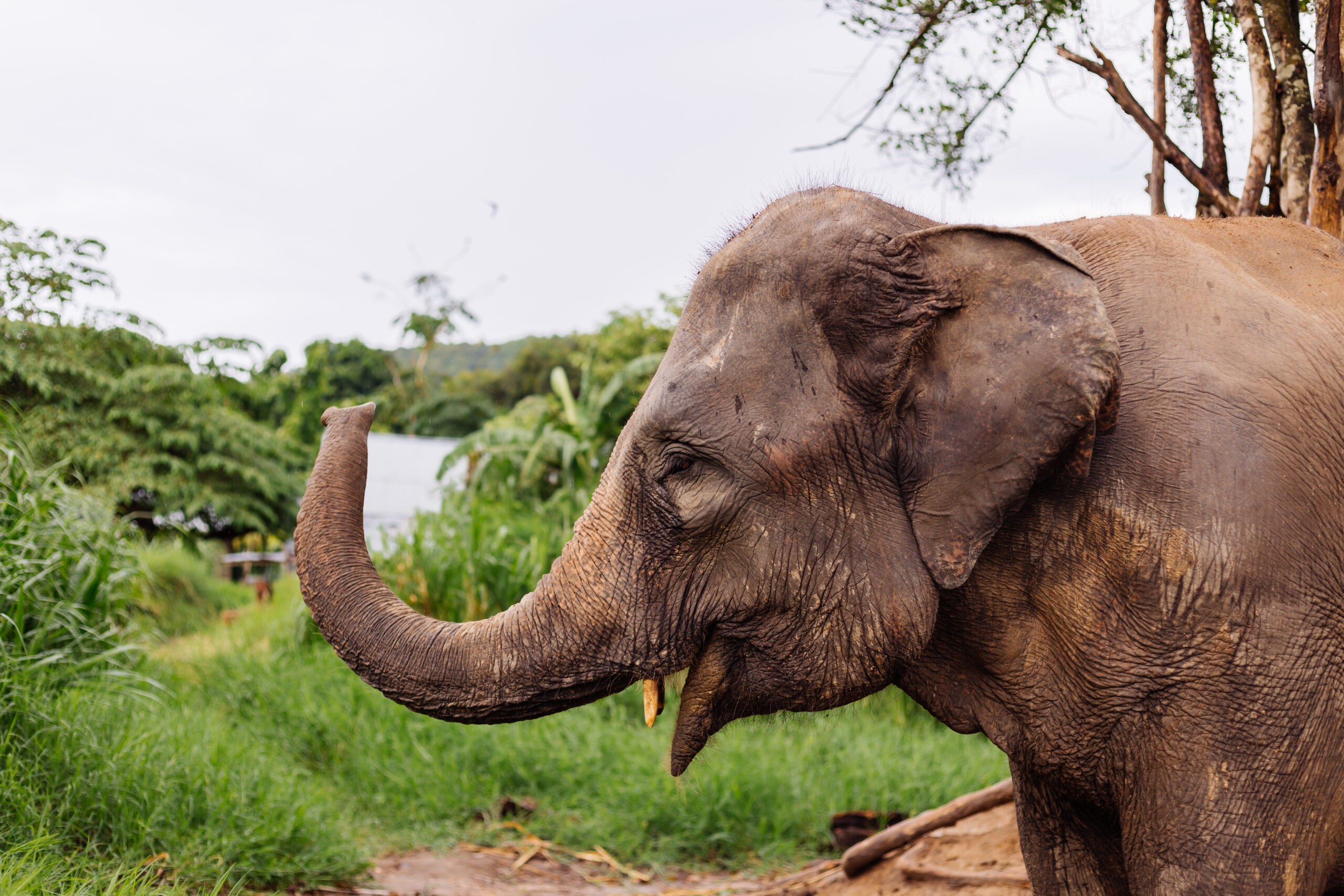 portrait-beuatiful-thai-asian-elephant-stands-green-field-elephant-with-trimmed-cutted-tusks